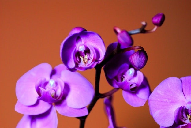 Happy 2014: Year of Radiant Orchid!