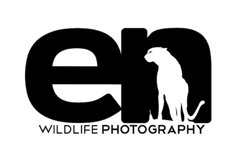 Création de logo sur 99designs