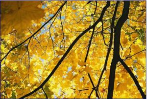 Feuilles jaunes de l'arbre
