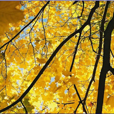 Que Revele La Couleur Jaune Sur Votre Marque 99designs