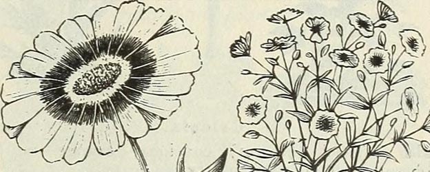 free flowers 2