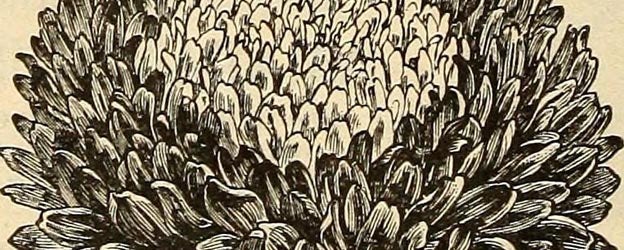 free flowers 6