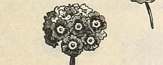 free flowers 7