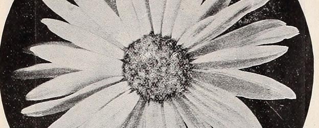 free flowers 9