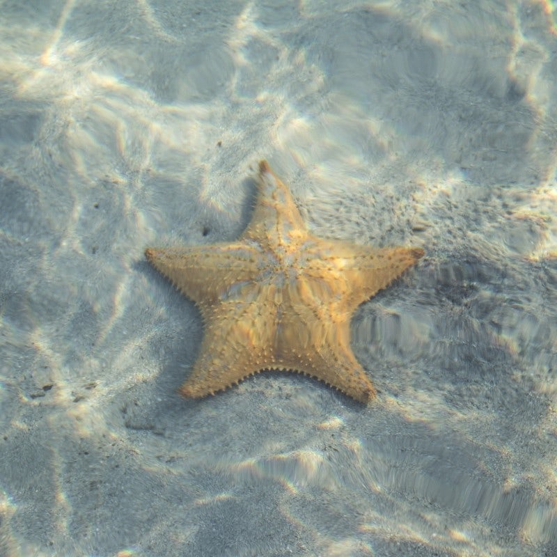 Photographie sous l'eau