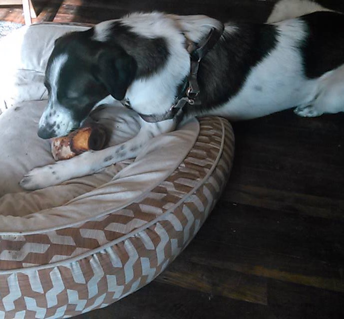 Button, der Hund