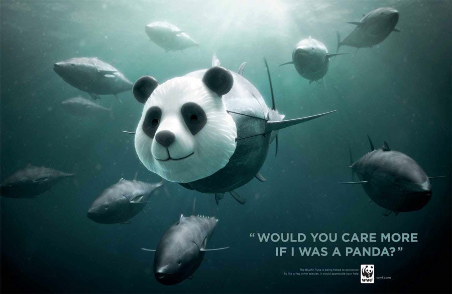 WWF Bluefin Tuna overfishing: Panda