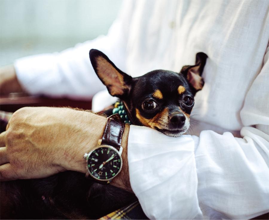 chief barking officer