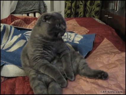 gif of a fat cat watching tv