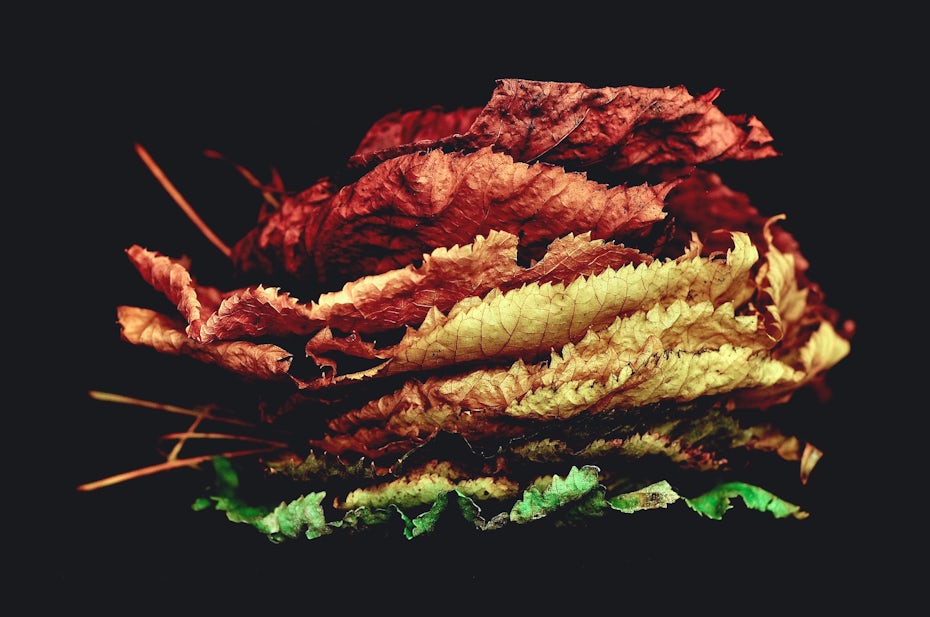 time of season autumn fall leaves