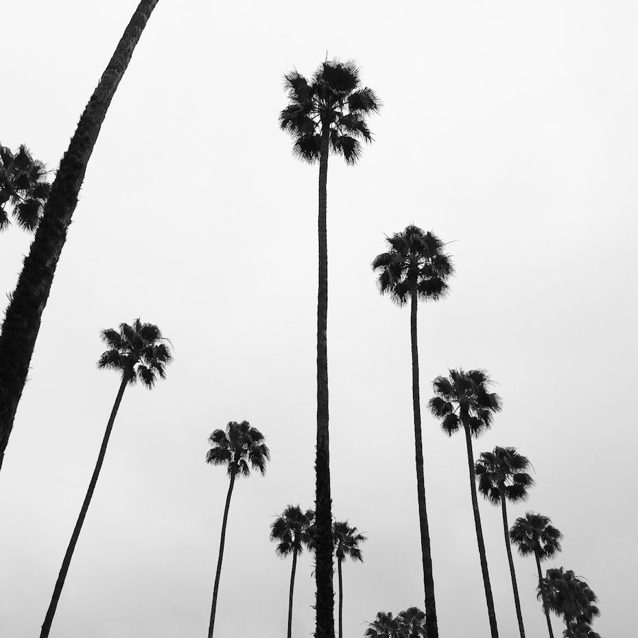 棕榈树的黑白照片gydF4y2Ba