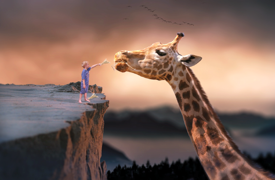boy and giraffe