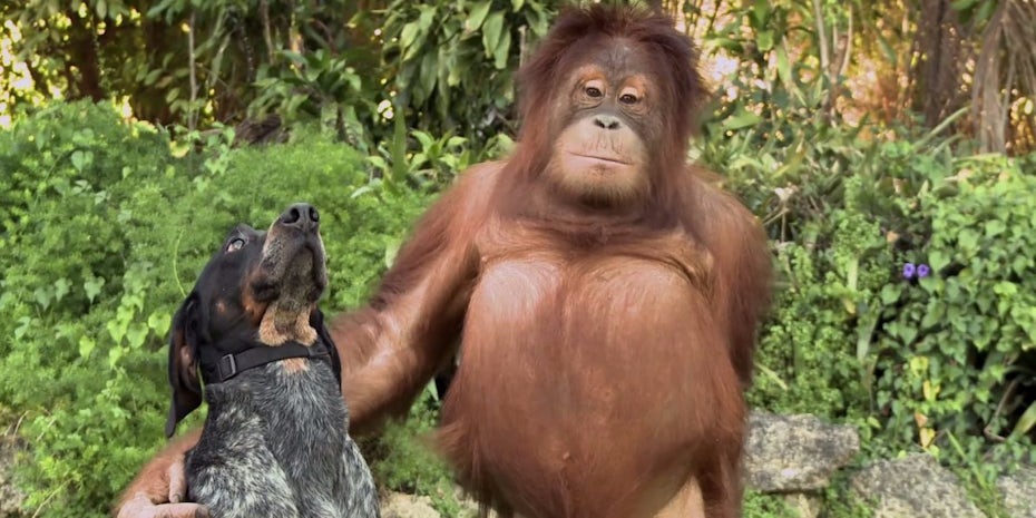 A dog and a orangutan are friends