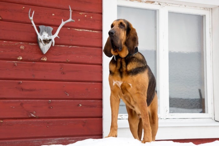 Norrsken Lodge Schweden