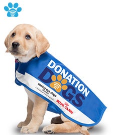 Dog jacket