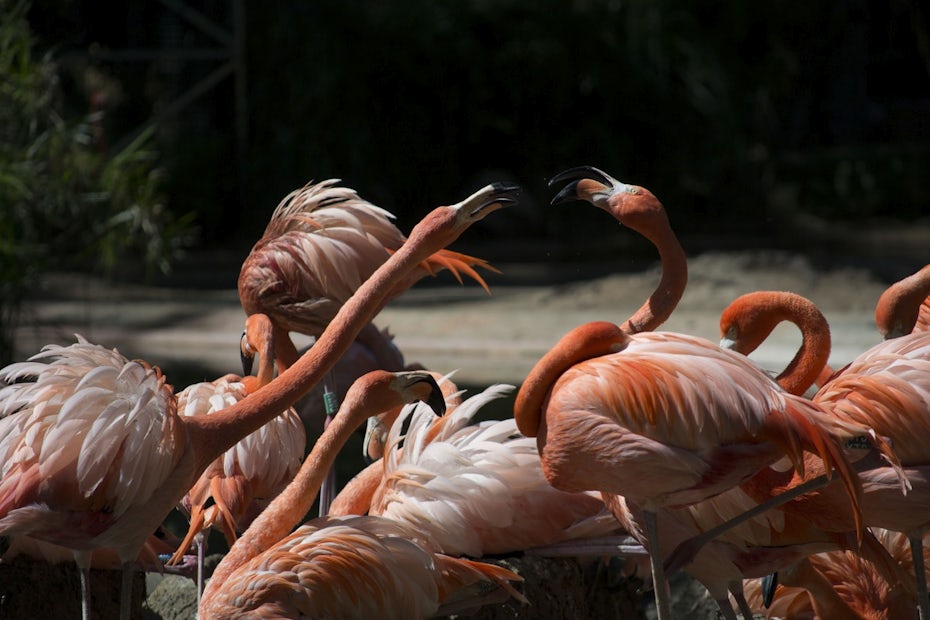 pink flamingos