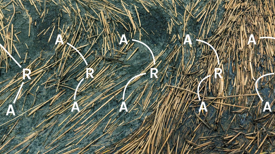 Logo design for Ara