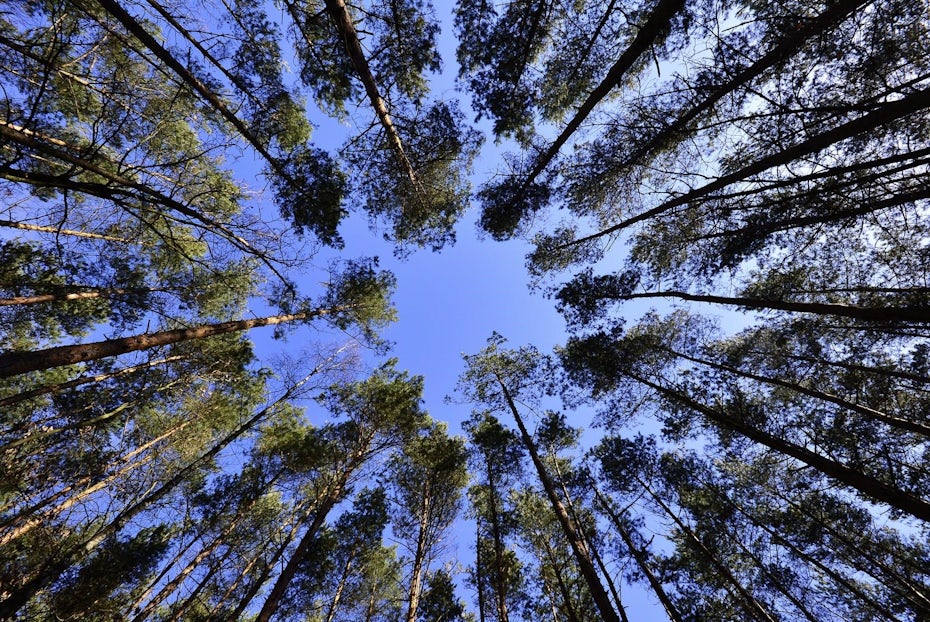 trees making a pattern