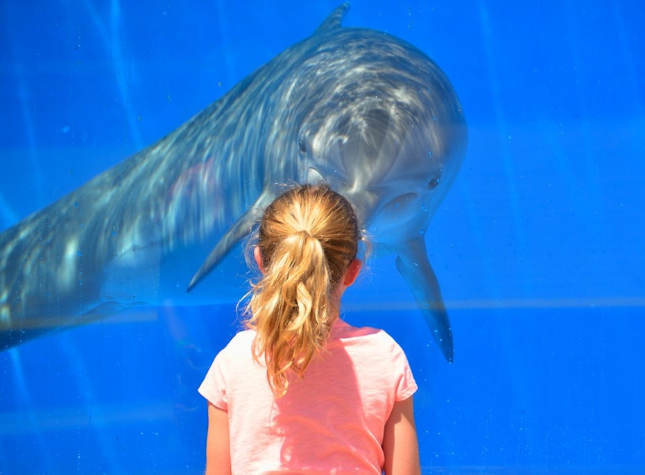 Girl and dolphin staring at each other