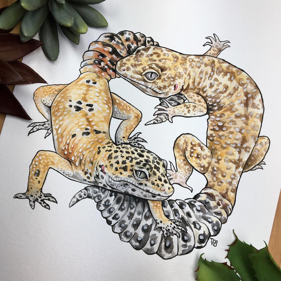 gecko drawing