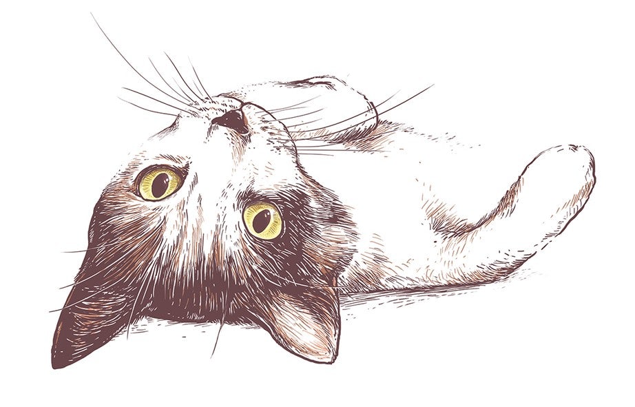 cat illustration
