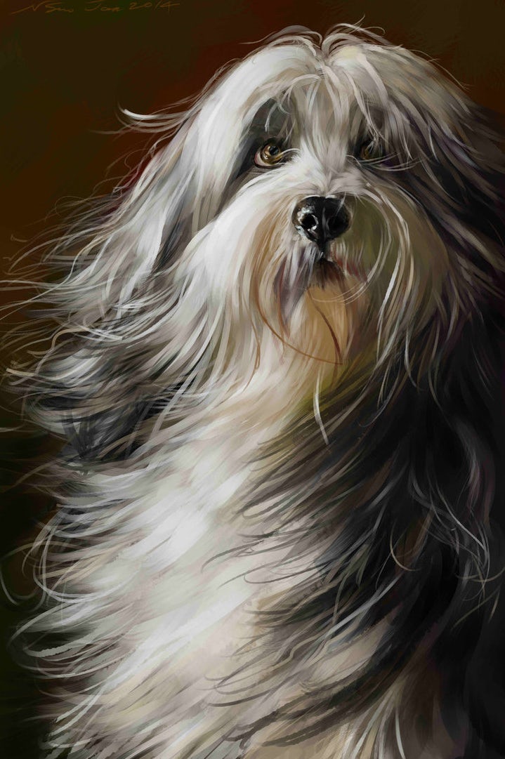 dog with long hair portrait