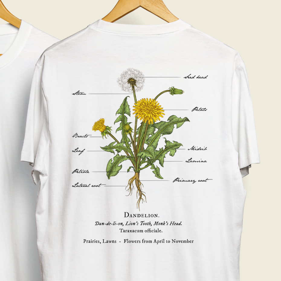 Clinical looking illustration of Dandelion plant