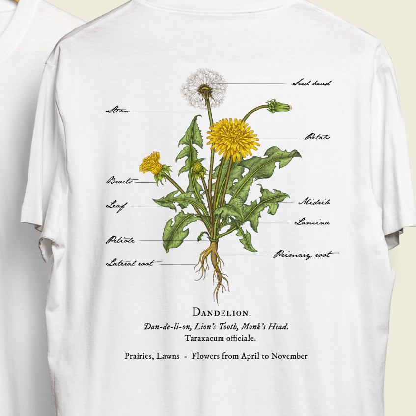 Clinical looking illustration of Dandelion plant