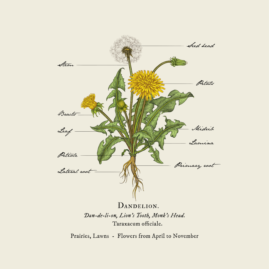 Diagram of dandelion
