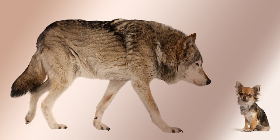A wolf with a long-haired chihuahua