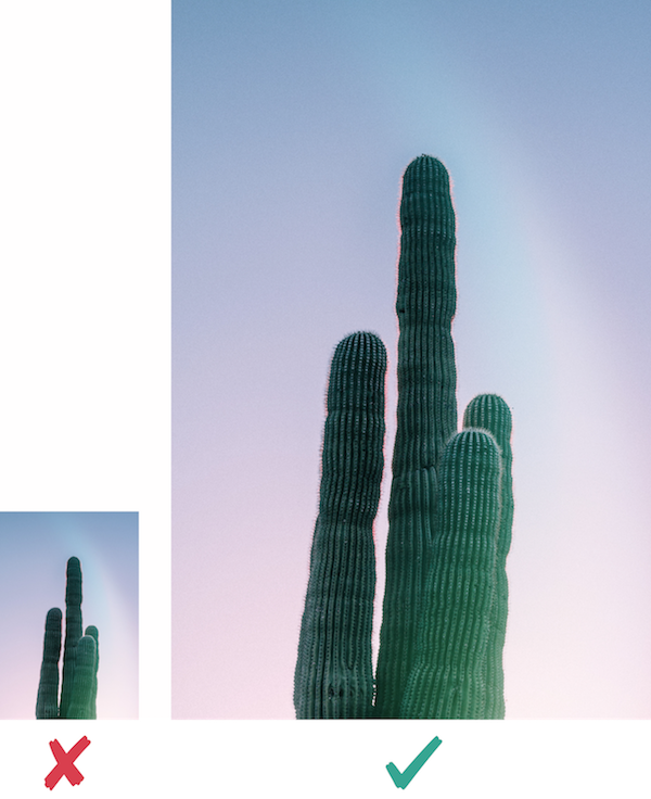 Cactus images