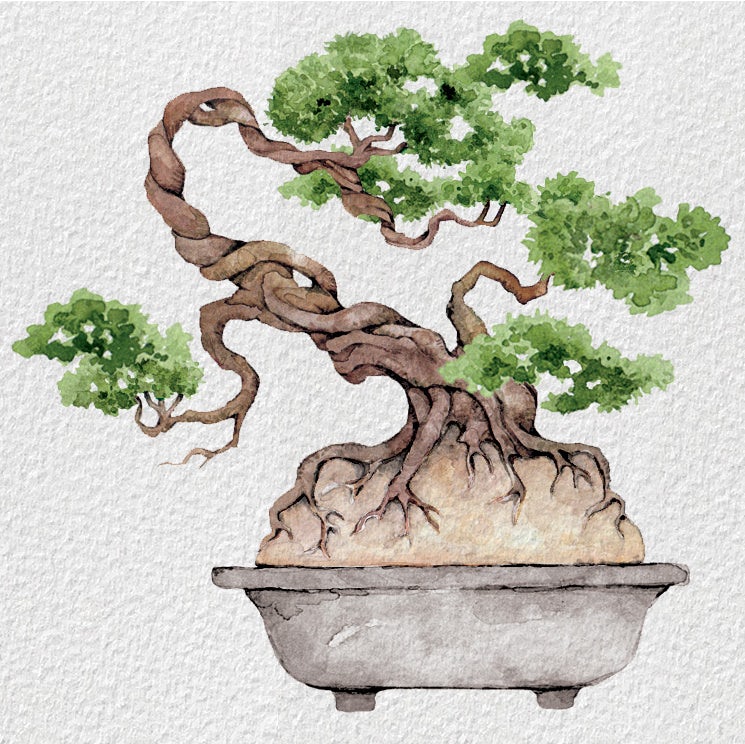 Bonsai tree illustration