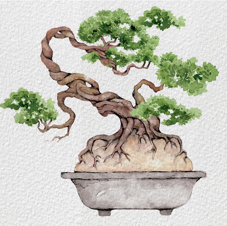 Bonsai tree illustration