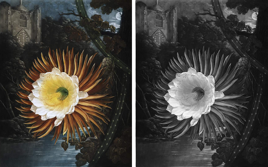 A side by side comparison of an illustration and its grayscale form