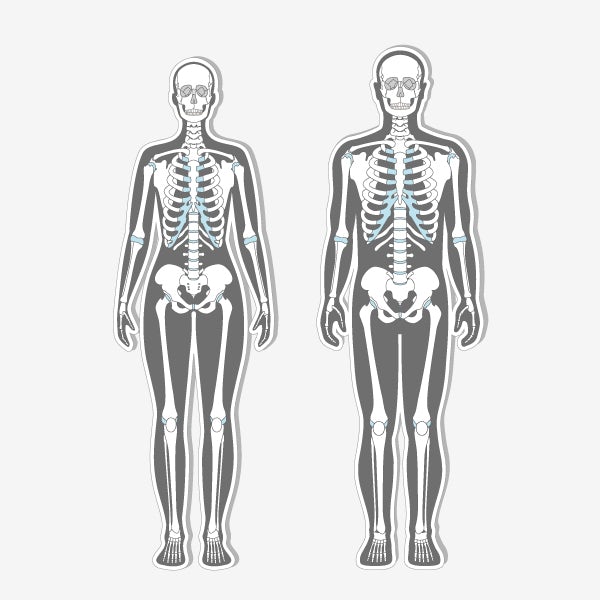 An illustration of two x-ray skeletons