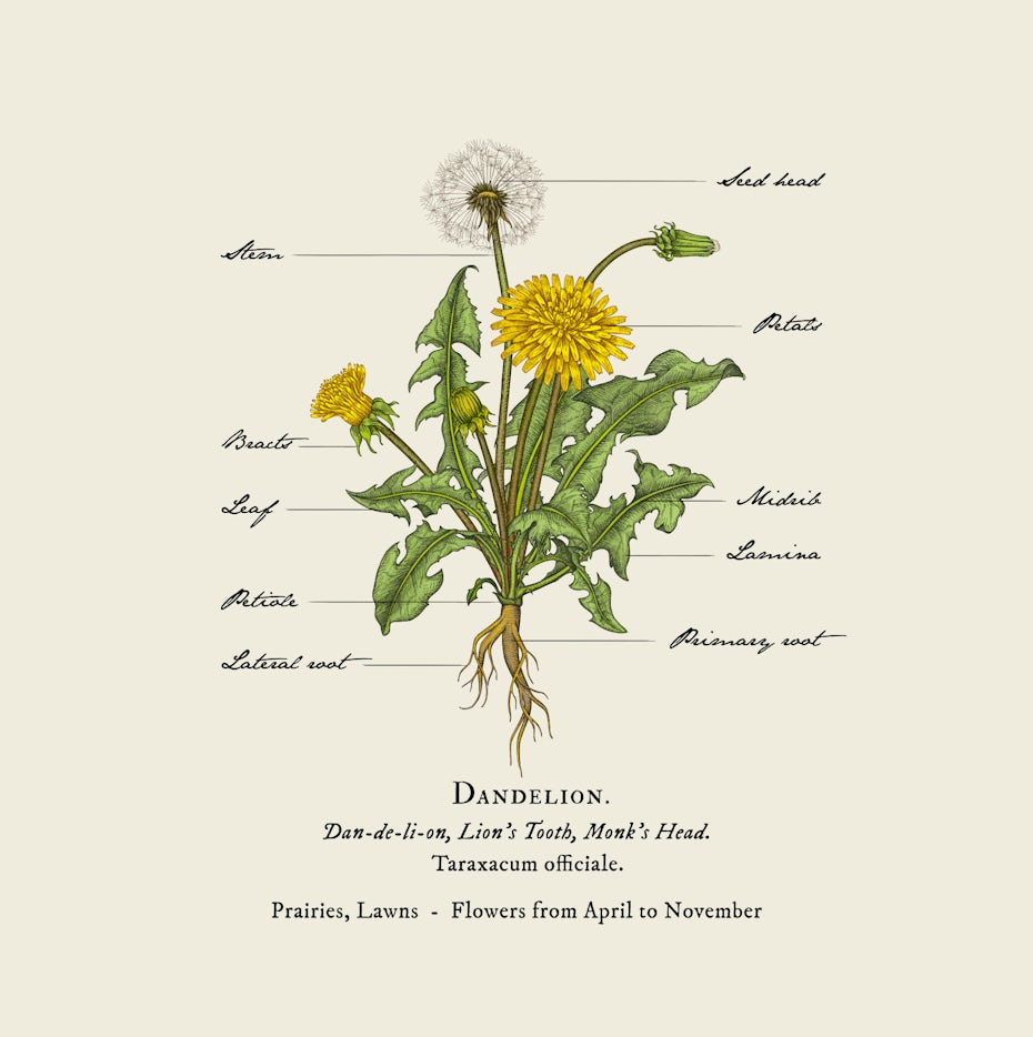 dandelion illustration