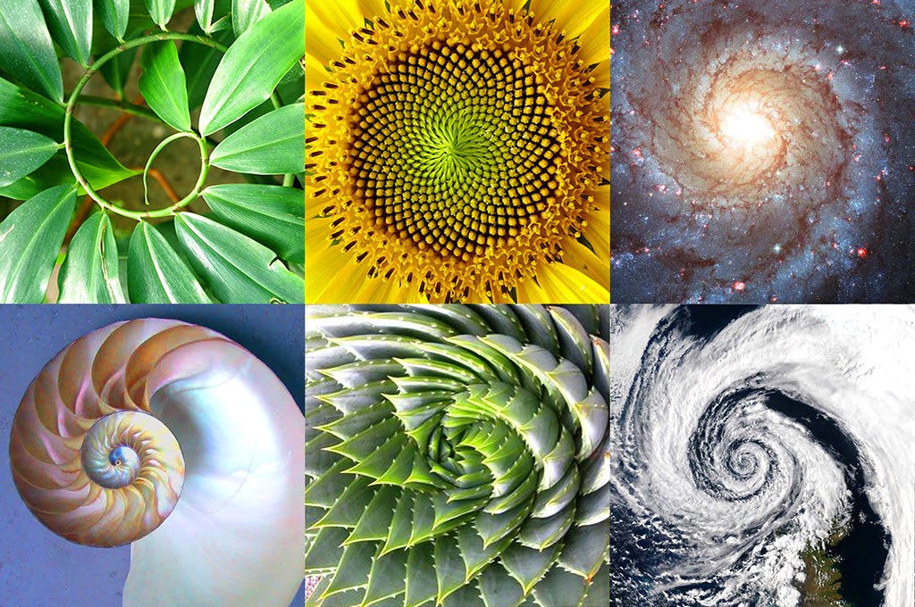 golden ratio and fibonacci sequence in nature