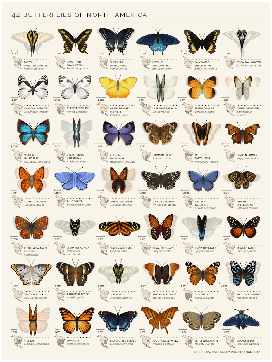 42 Butterflies of North America by Tabletop Whale