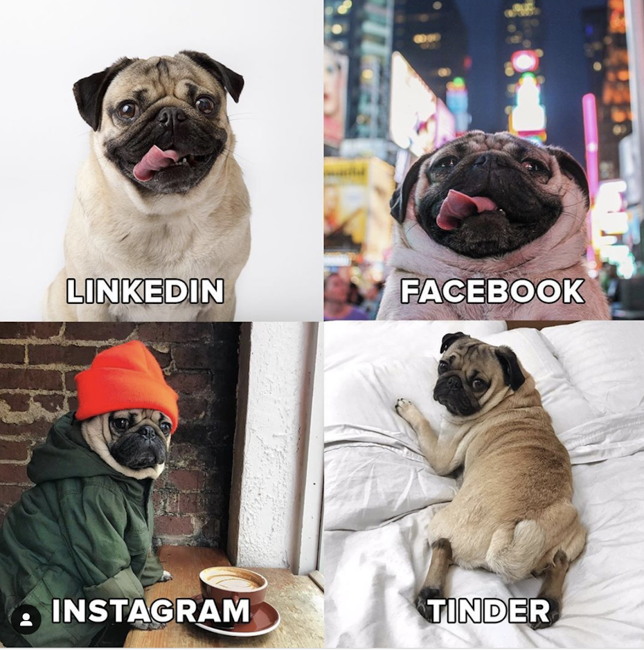 Pug doing a Dolly Parton challenge