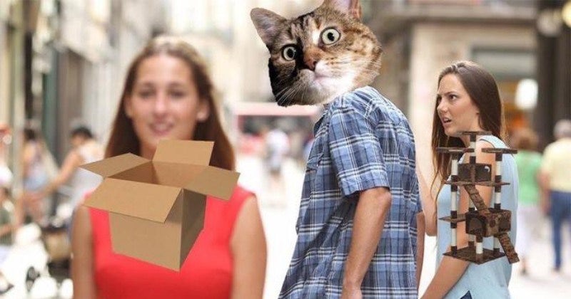 Distracted boyfriend meme with a cat looking at a box