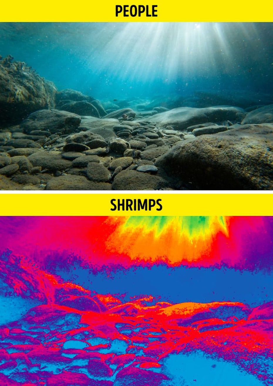 comparison images showing a mantis shrimp’s point of view vs a human’s
