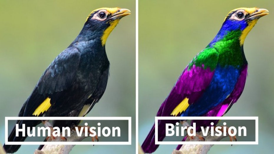 side by side of a bird’s point of view versus a human’s