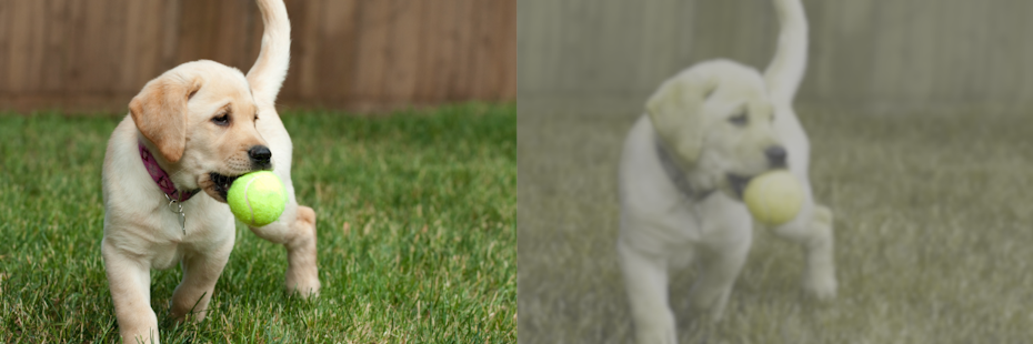 side by side visual of a dog’s point of view vs a human’s looking at a puppy with a ball