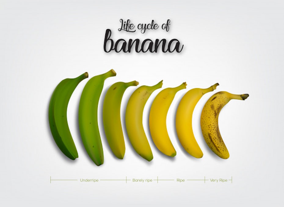 ciclo de maturação de uma banana