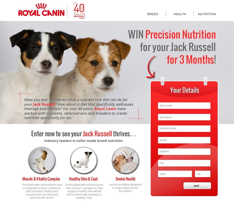 white and red website featuring two jack russell terriers