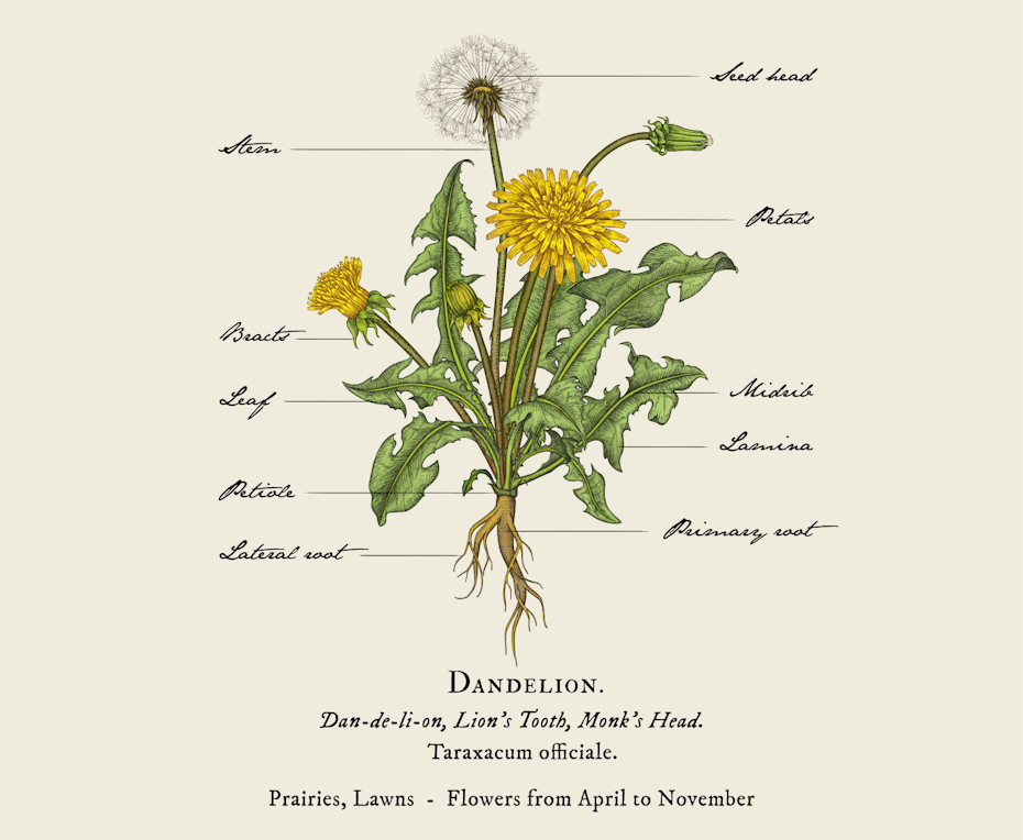 labeled illustration of a dandelion bunch with its roots