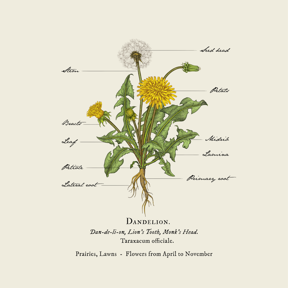 illustration of a yellow flower