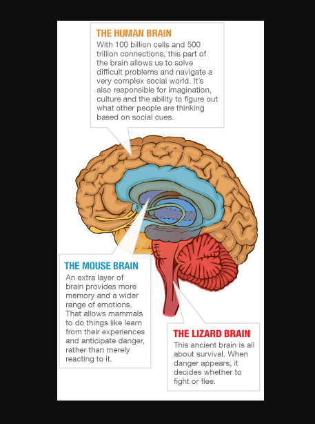 Grafik, die drei Schichten des menschlichen Gehirns zeigt: Reptil, Maus und Mensch