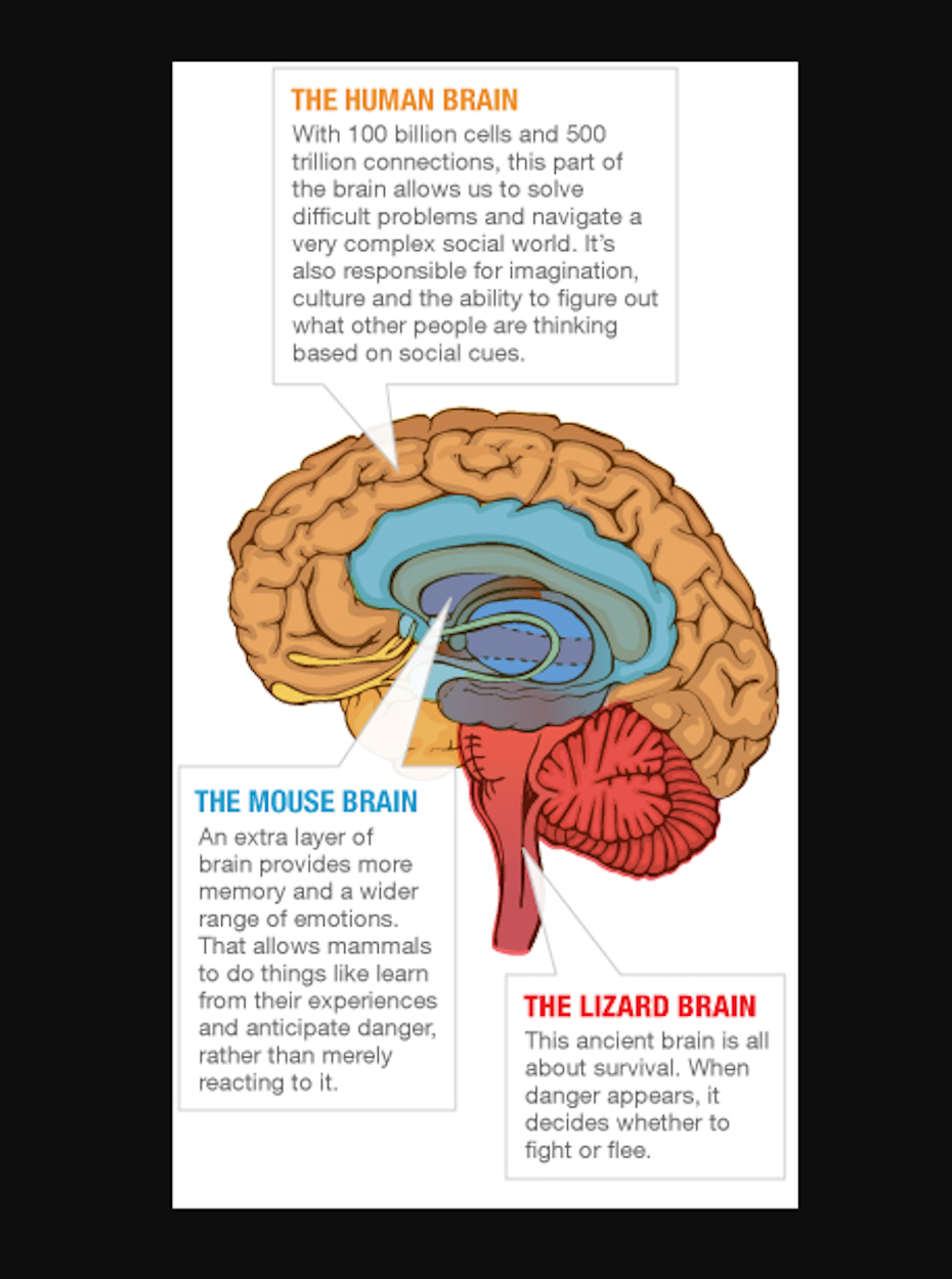 人类大脑的图形显示三层:爬行动物,老鼠和人类
