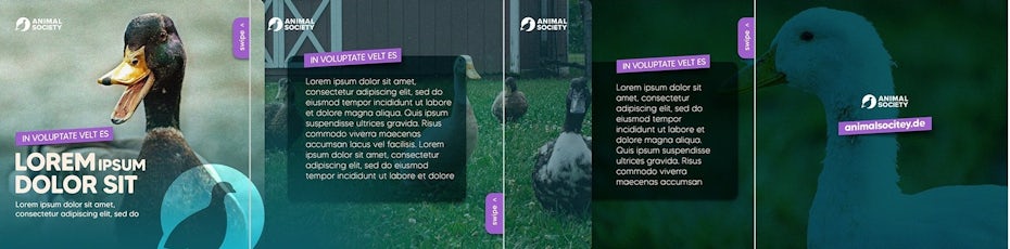 teal-tinted carousel format showing ducks and text